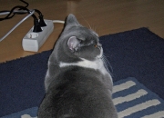 爱游戏官方入口-铁血克莱的硬仗宣言，凯尔特人客场横扫黄蜂，王者之师再证统治力