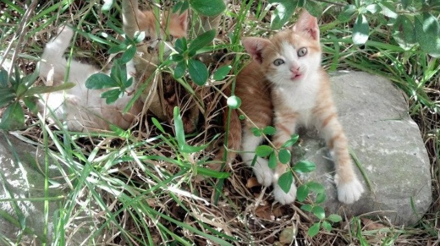 总决赛的跨洋回响，开拓者式火力如何压制浙江队的篮球哲学