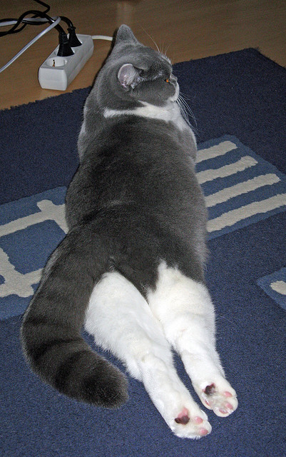 铁血克莱的硬仗宣言,凯尔特人客场横扫黄蜂,王者之师再证统治力